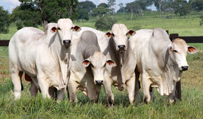 Read more about the article Avaliando estoque bovino e ativo biológico